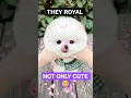 Download Lagu 👑“De Koninklijke Pomeranians zijn schattiger dan je denkt”✨” #Pomeranian #CuteDogs #animalfacts