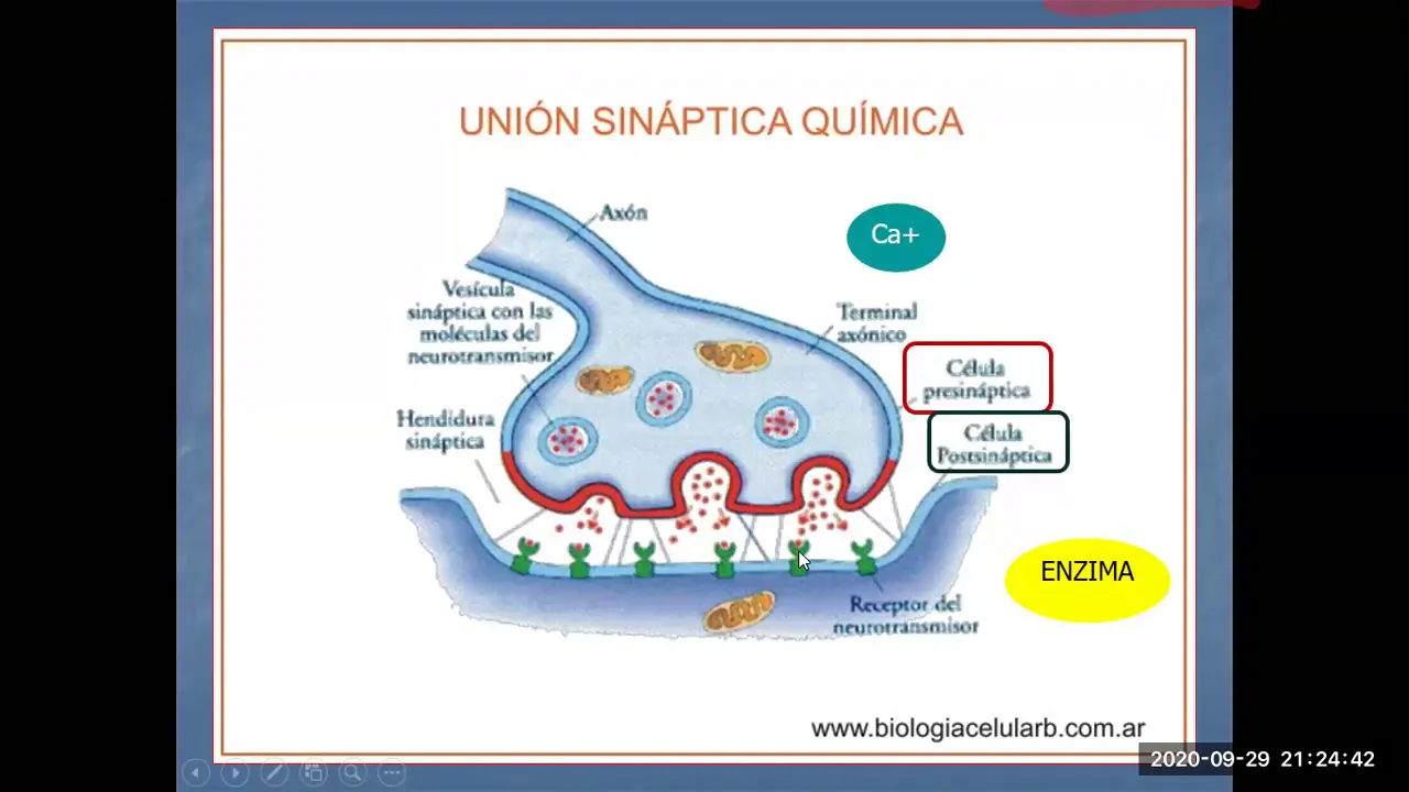 SINAPSIS 1º