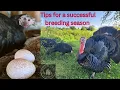 How to successfully breed Heritage Turkeys