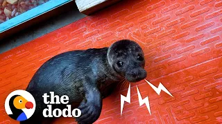 Download Orphaned Baby Seal Barks At Anyone Who Tries To Clean Her Bathtub | The Dodo Saving The Wild MP3