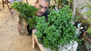 زراعة النعناع بالخطوات 🌿ازرع نعناع بنفس طريقتي واحصل على نعناع مزدهر ونضر طوال العام مجاناً☘️👌