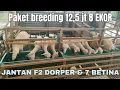Download Lagu PAKET BREEDING 12,5 JT JANTAN F2 DORPER DAN 8 EKOR BETINA CROSS TEXEL 