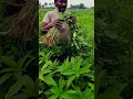 Download Lagu Timely Thinning \u0026 Weeding is  Necessary in Jute Cultivation #shorts #short #jute