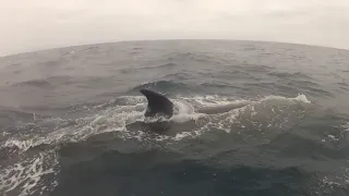 Crazy Whales looking right at me!