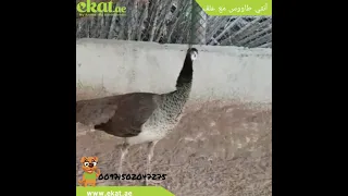 أنثي طاووس هندى مع علف دندنها