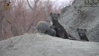 watching hyenas part 15