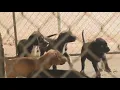 Bin with 8 puppies inside left in Pittsburgh-area Walmart parking lot