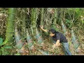Download Lagu boy,and girl harvesting wild bamboo shoots tor sale l Forest life ,cook