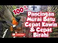 Download Lagu Pancingan Murai Batu Cepat Kawin dan Cepat Birahi 100% #muraibatucepatkawin