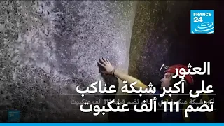 العثور على أكبر شبكة عناكب تضم 111 ألف عنكبوت فرانس 24 