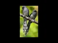 Download Lagu suara pikat burung murai besi/kopi murai air di jaminan nyaut#burungkicau #isianmurai #isiankacer