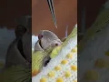 Lagu Burnu o kadar kapanmış ki, burun deliğinin girişinde tabaka oluşmuş 😕 #nose #bird #satisfying