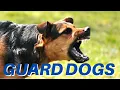 Download Lagu DOGS BARKING!! Angry Dogs | Real Guard Dogs | Defending You! Free Download MP3