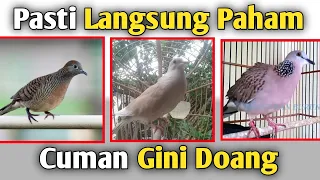 Download PERBEDAAN BURUNG PERKUTUT, PUTER, DAN DERKUKU LENGKAP DENGAN HARGANYA MP3