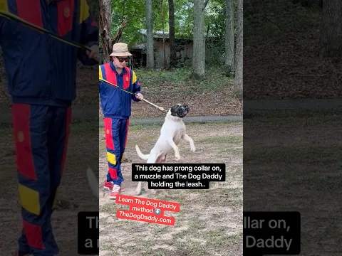 Proof That It’s Not “Magic” It’s Skills That You Need To Train Your Dog.