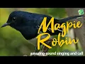 Download Lagu Suara Nyanyian Burung Magpie Robin Oriental
