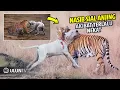 Download Lagu Menantang \u0026 Menggonggongi Harimau, Anjing ini Di Terkam Harimau