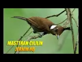 Download Lagu MASTERAN CILILIN JERNIH HQ