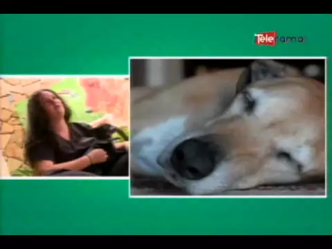 Cómo detectar que mi perro está enfermo