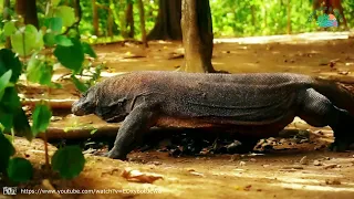 sailing komodo with dofun tour u0026 travel