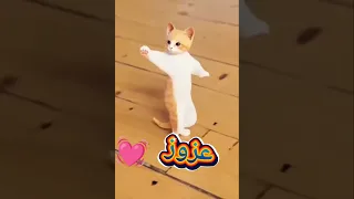 الاكتر طلبا عزوز عزوز العراق السعودية قطر الامارات الكويت البحرين اليمن اكسبلور الجزائر Cat  الاكتر طلبا عزوز عزوز العراق السعودية قطر الامارات الكويت البحرين اليمن اكسبلور الجزائر Cat