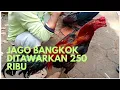 Download Lagu Spil anakan bangkok dan jago bangkok saat hari pasaran di pasar hewan Purbalingga