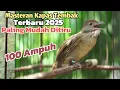 Download Lagu Kapas Tembak Gacor Sped Rapat Paling Ampuh Untuk Masteran Burung Lomba Mudah Ditiru oleh Burung lain