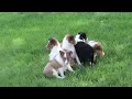 Sheltie Puppies For Sale