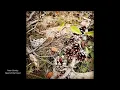 Peter Gundry - Heart of the Forest