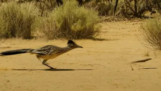 Roadrunner's race against time