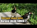 Download Lagu Berapa lama usia burung jalak suren ?