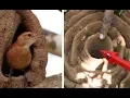 Download Lagu 20 AMAZING Animal Architects