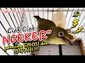 Download Lagu pancingan Kecial kuning ciak ciak NGEKER ampuh pancing emosi dan birahi Kecial bikin Kecial gacor