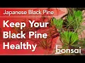 Your Black Pine is Telling You Something - Listen or Lose Progress