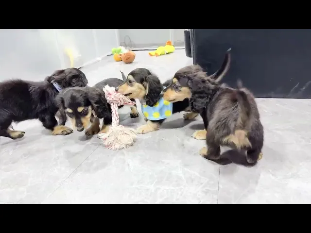 動画