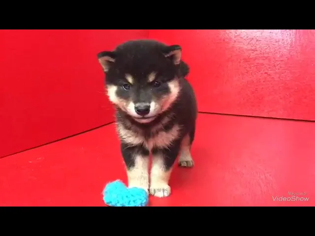 動画