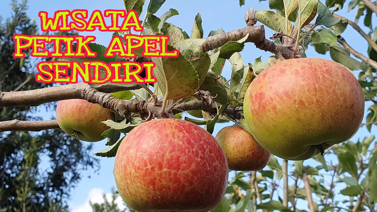 
          
          
          
            
            AGRO WISATA PETIK APEL|BATU MALANG
          
        . 