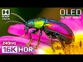 Lagu Crystal Detail 16K HDR 240fps Dolby Vision Masterpiece (4K / 8K TV)