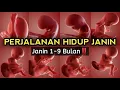 Kehamilan: Perjalanan Lengkap 1-9 Bulan | Perkembangan Janin dari Bulan ke Bulan