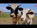 Download Lagu KOE VIDEO 🐮🐄 KOEIEN DIE LOEIEN EN GRAZEN IN EEN VELD | Koeien Video