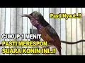 Download Lagu HITUNGAN DETIK KONIN PASTI NYAUT \u0026 GACOR || Pancingan Kolibri Ninja Bahan Agar Bunyi, Terapi Konin