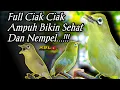 Download Lagu CIAK CIAK KECIAL KUNING SUPER AMPUH||BIKIN KECIAL SEHAT DAN RAJIN BUNYI||