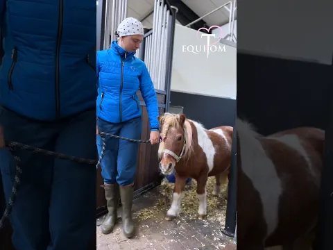 Fracture et luxation de la hanche chez ce pauvre poney😣