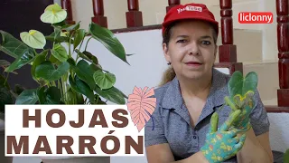 ¿Por qué se ponen Marrón las hojas de las plantas? Y qué hacer cuando esto suceda. liclonny