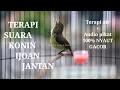 Download Lagu KOLIBRI NINJA • KONIN IJOAN GACOR COCOK UNTUK PANCINGAN TERAPI KONIN BAHAN PASTI NYAUT !