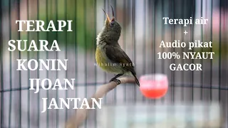kolibri ninja konin ijoan gacor cocok untuk pancingan terapi konin bahan pasti nyaut 