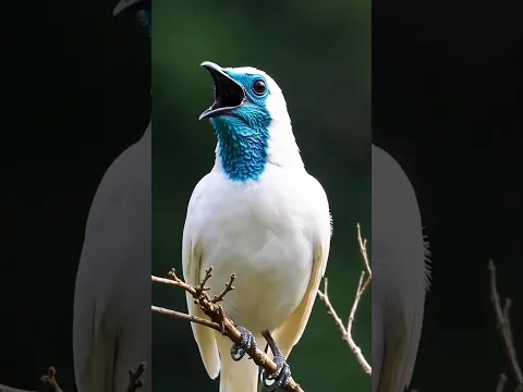 masteran burung gacor kicau mania birds chirping hiburan warga+62 funny videos