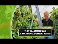 Download Lagu Slecht jaar voor kersen, boer uit Wehl verwacht helft minder oogst