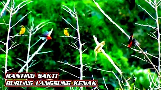 Download ranting sakti pikat burung pakai cara ini di jamin langsung kenak MP3