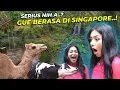 Download Lagu DENADA MELONGO LIAT HEWAN DAN AVIARY GUE...